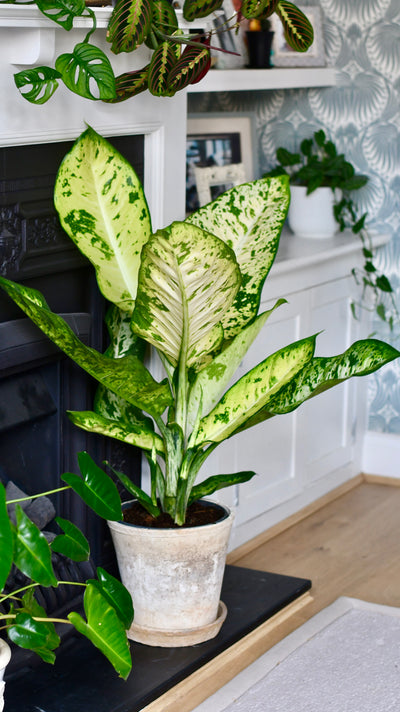 Dieffenbachia seguine 'Banana'