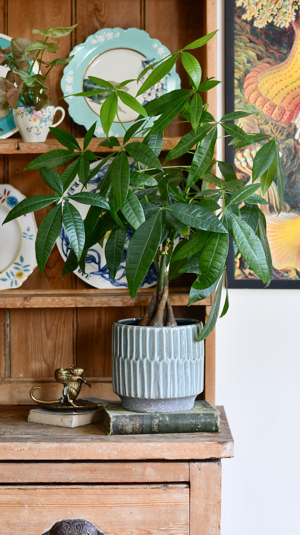 Baby Mexican Fortune Tree | Pachira Aquatica Indoor Plant Delivered ...