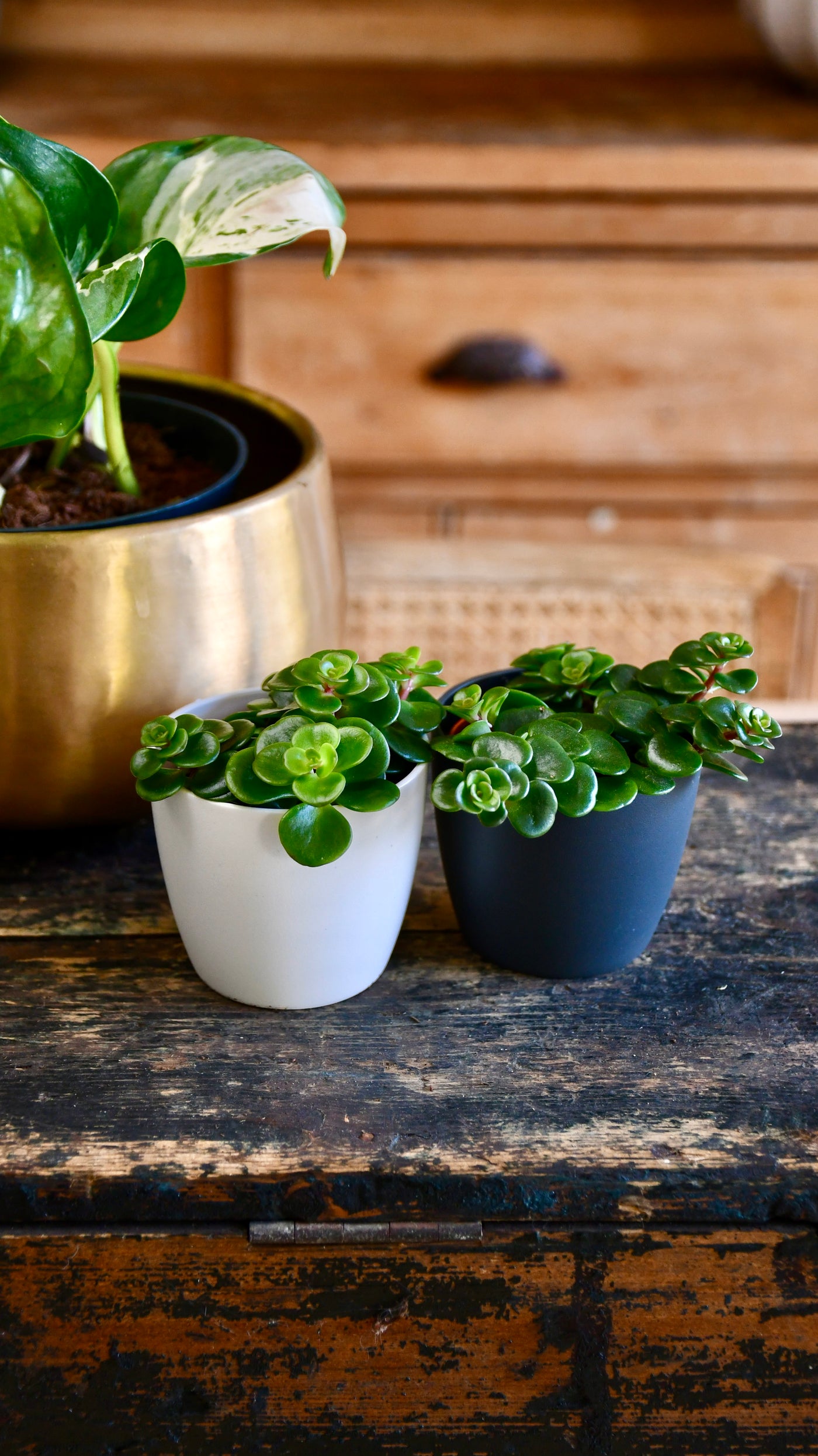 Sedum Makinoi ‘Kosmosje’ & Brussels Pot