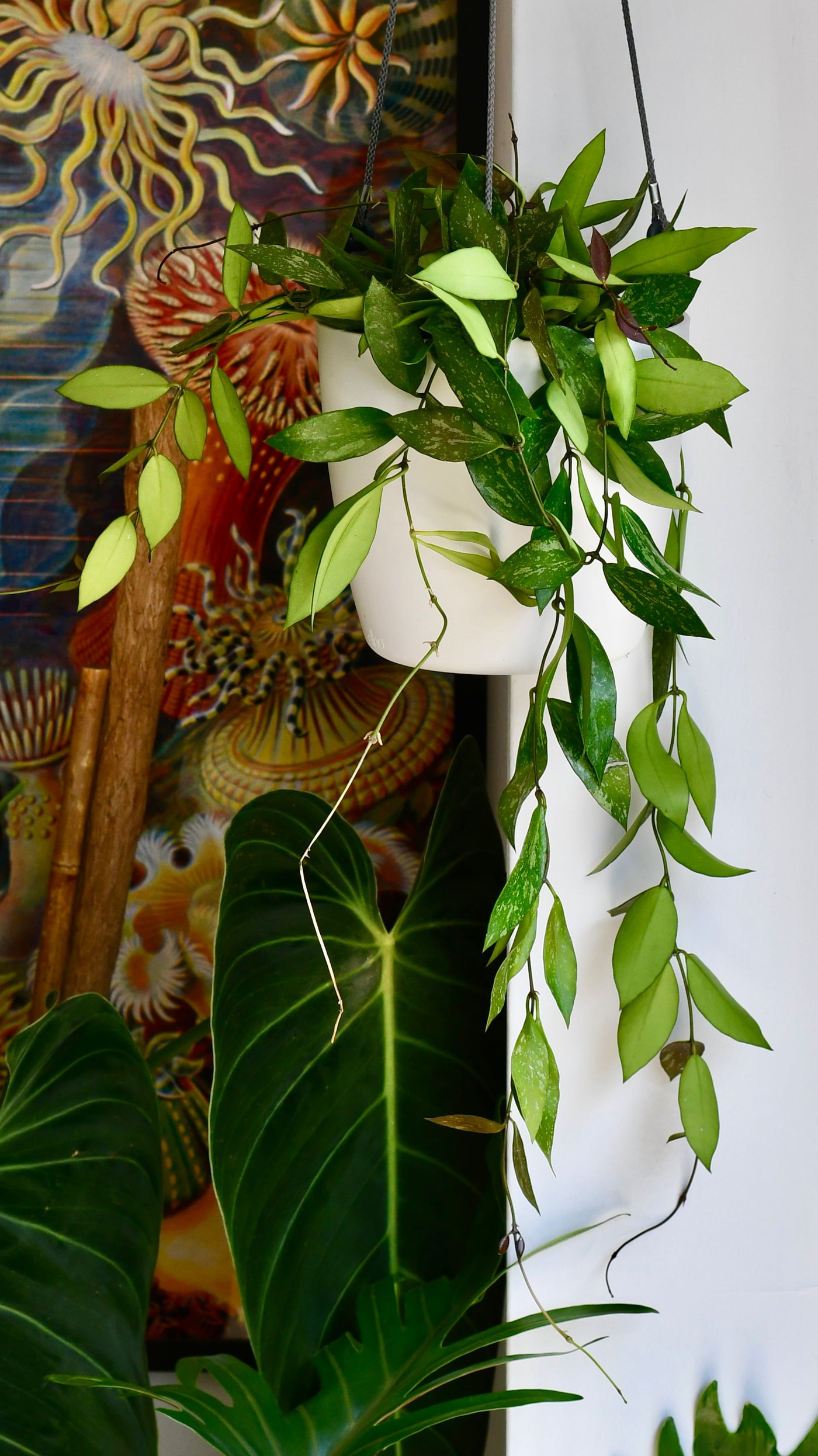 Hoya Pubicalyx 'Splash' (wax plants, wax vines, and wax flowers)