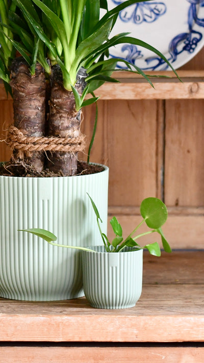 Yucca Elephatipes & Baby Pilea Houseplant Gift Set