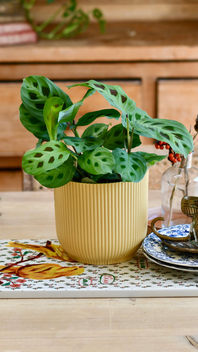 Maranta Kerchoveana (Prayer Plant) & Vibes Pot