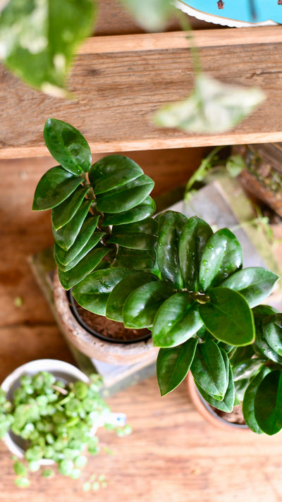 Zamioculcas Zensi 'ZZ Plant'