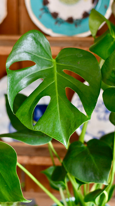 Monstera Deliciosa (Swiss Cheese Plant)