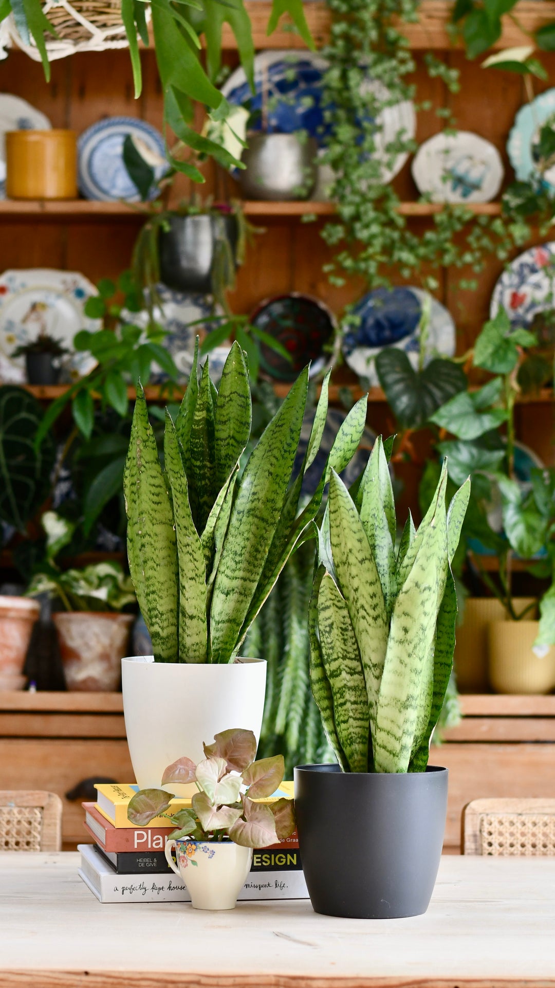 sansevieria zeylanica cats Snake Plant | Sansevieria Zeylanica