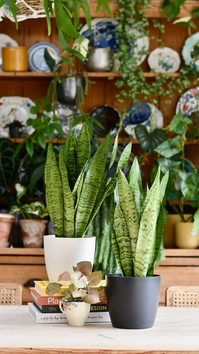 Sansevieria Trifasciata Zeylanica