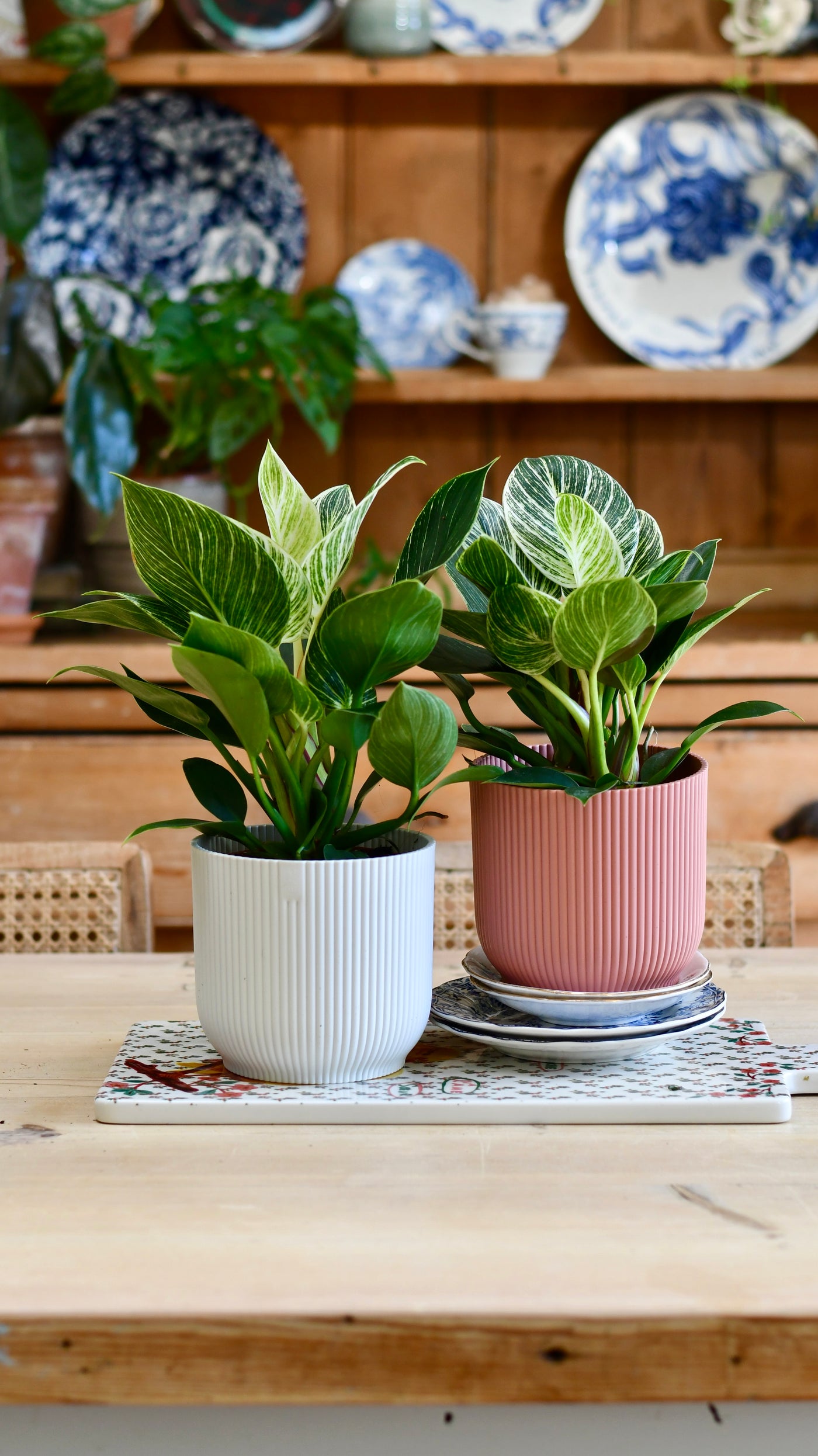 Philodendron Birkin (White Measure) & Vibes Pot