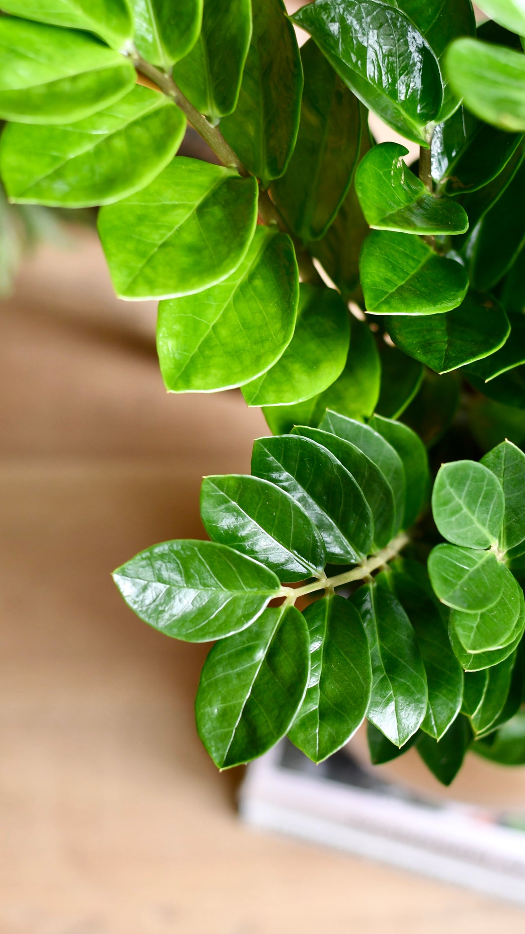 Zamioculcas Zamiifolia | London