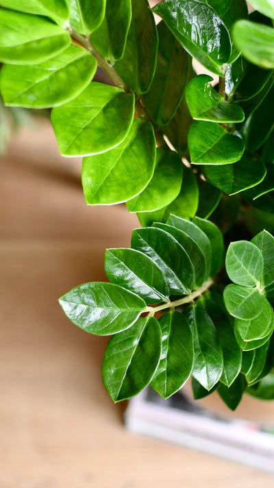 Large Zamioculcas Zamiifolia | ZZ Plant