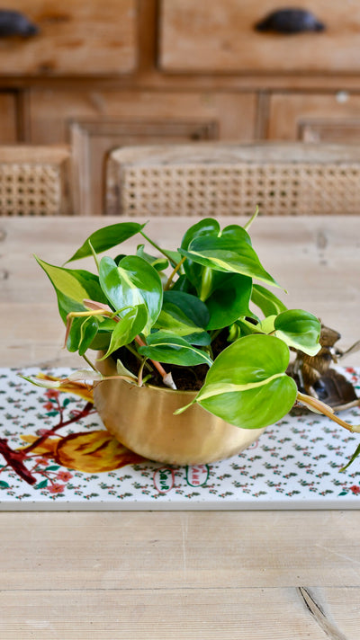 Philodendron Scandens Brasil in Atsu Brass pot