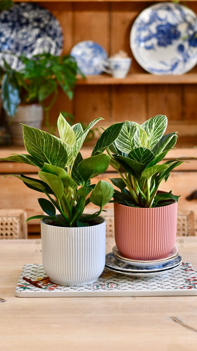 Philodendron Birkin (White Measure) & Vibes Pot