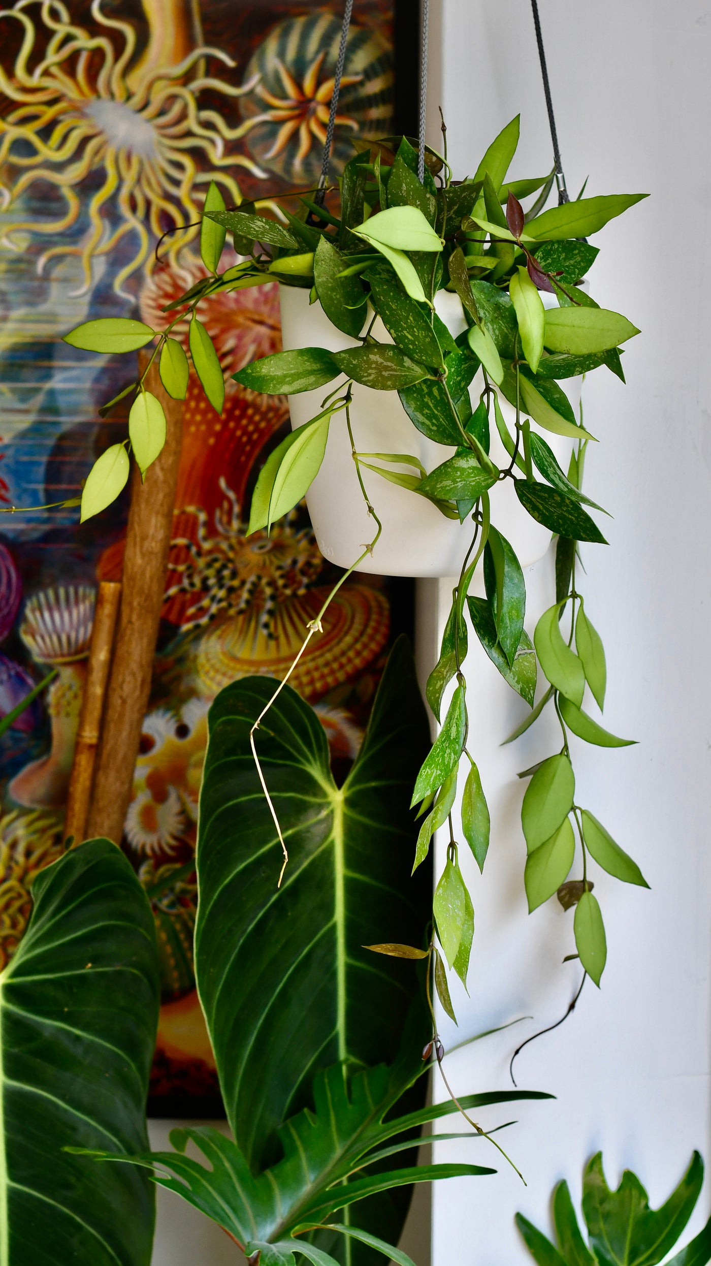Hoya Pubicalyx 'Splash' (wax plants, wax vines, and wax flowers)