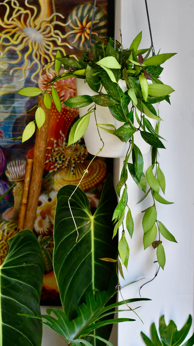 Hoya Pubicalyx 'Splash' (wax plants, wax vines, and wax flowers)