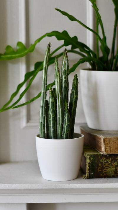 Baby Kleinia Senecio & pot (Stapeliiformis, Pickle Plant, Candle Stick Plant)