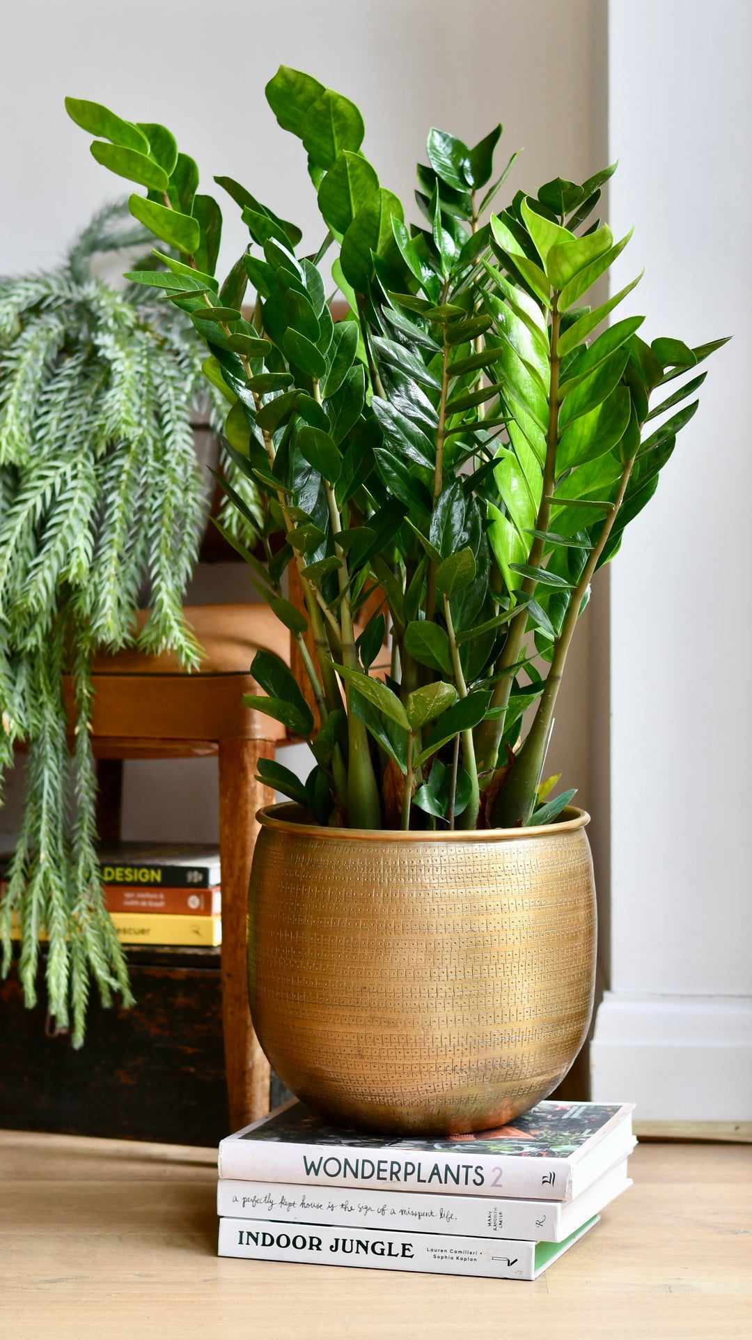 Zamioculcas Zamiifolia | London