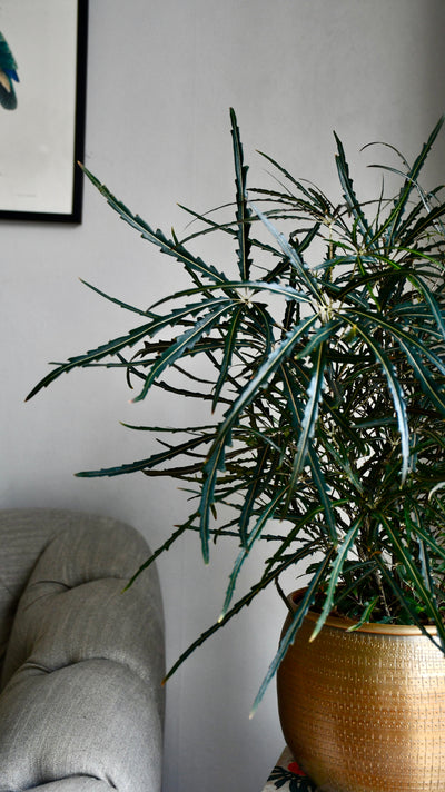 Plerandra elegantissima in Tembesi Pot