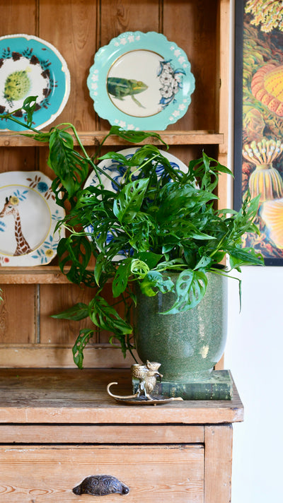 Monstera adansonii | the Adanson's monstera | Swiss cheese plant | Five holes plant