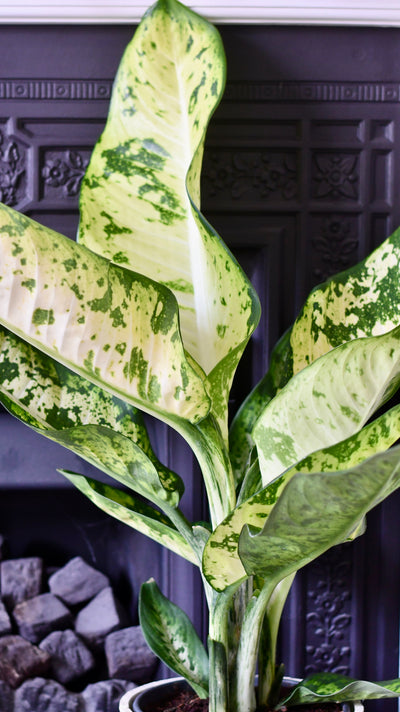Dieffenbachia seguine 'Banana'