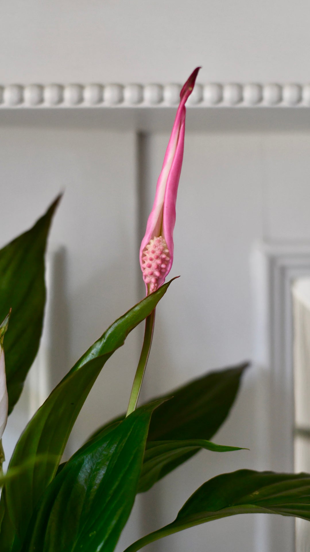 japanese pink peace lily Spathiphyllum | Peace Lilly & Plant Pot