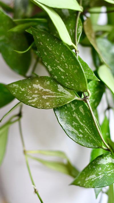 Hoya Pubicalyx 'Splash' (wax plants, wax vines, and wax flowers)