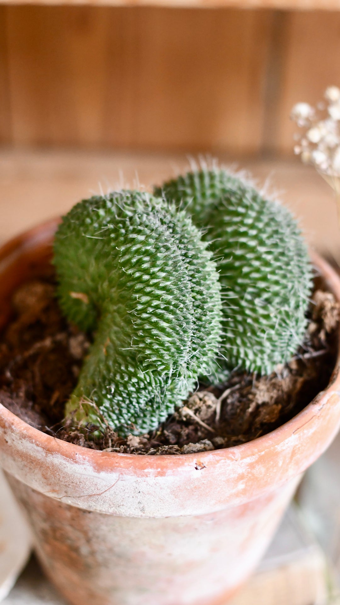 cristata cactus Mammillaria cristata cactus Sp