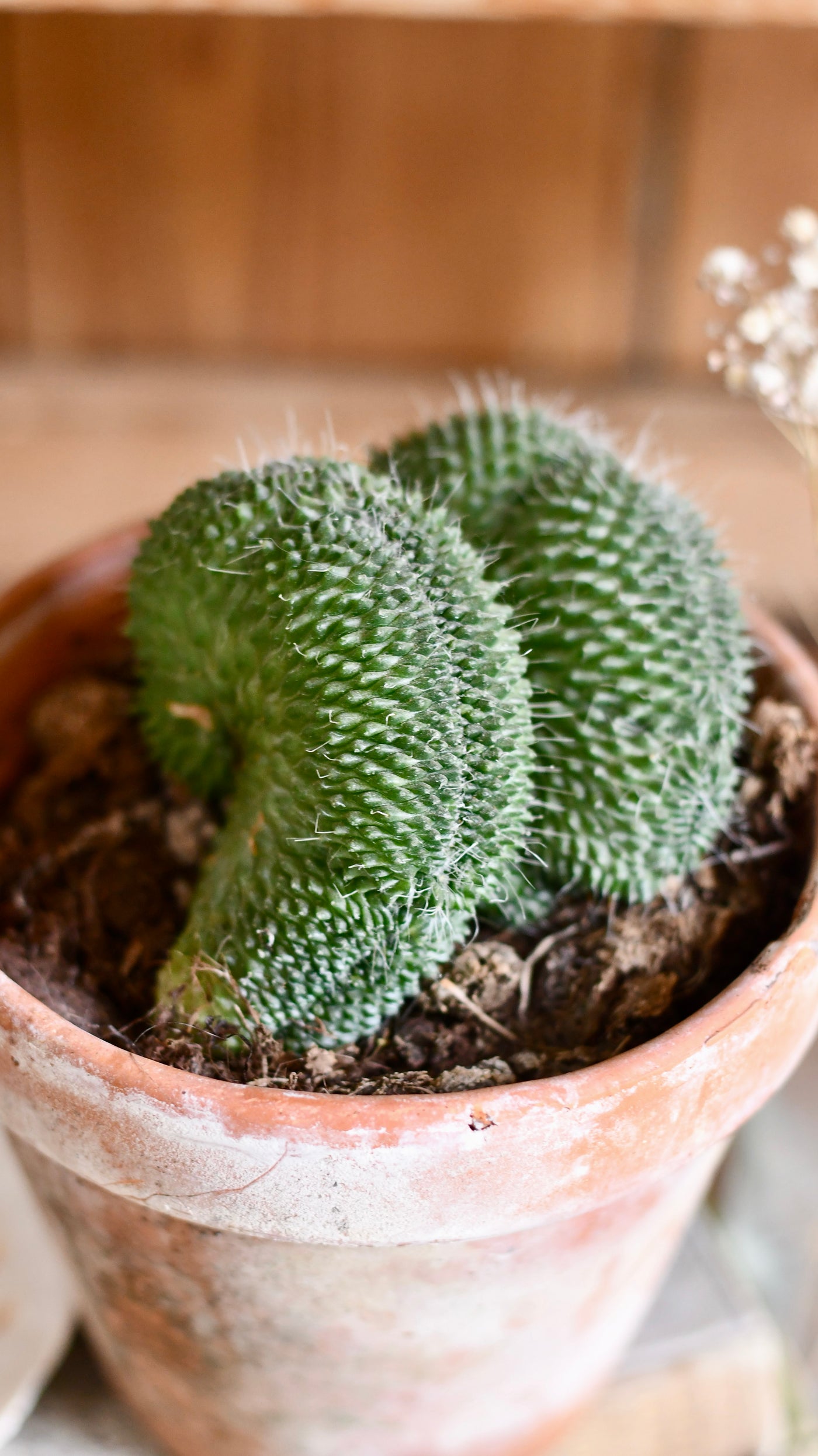 Mammillaria cristata cactus Sp.
