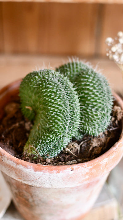Mammillaria cristata cactus Sp.