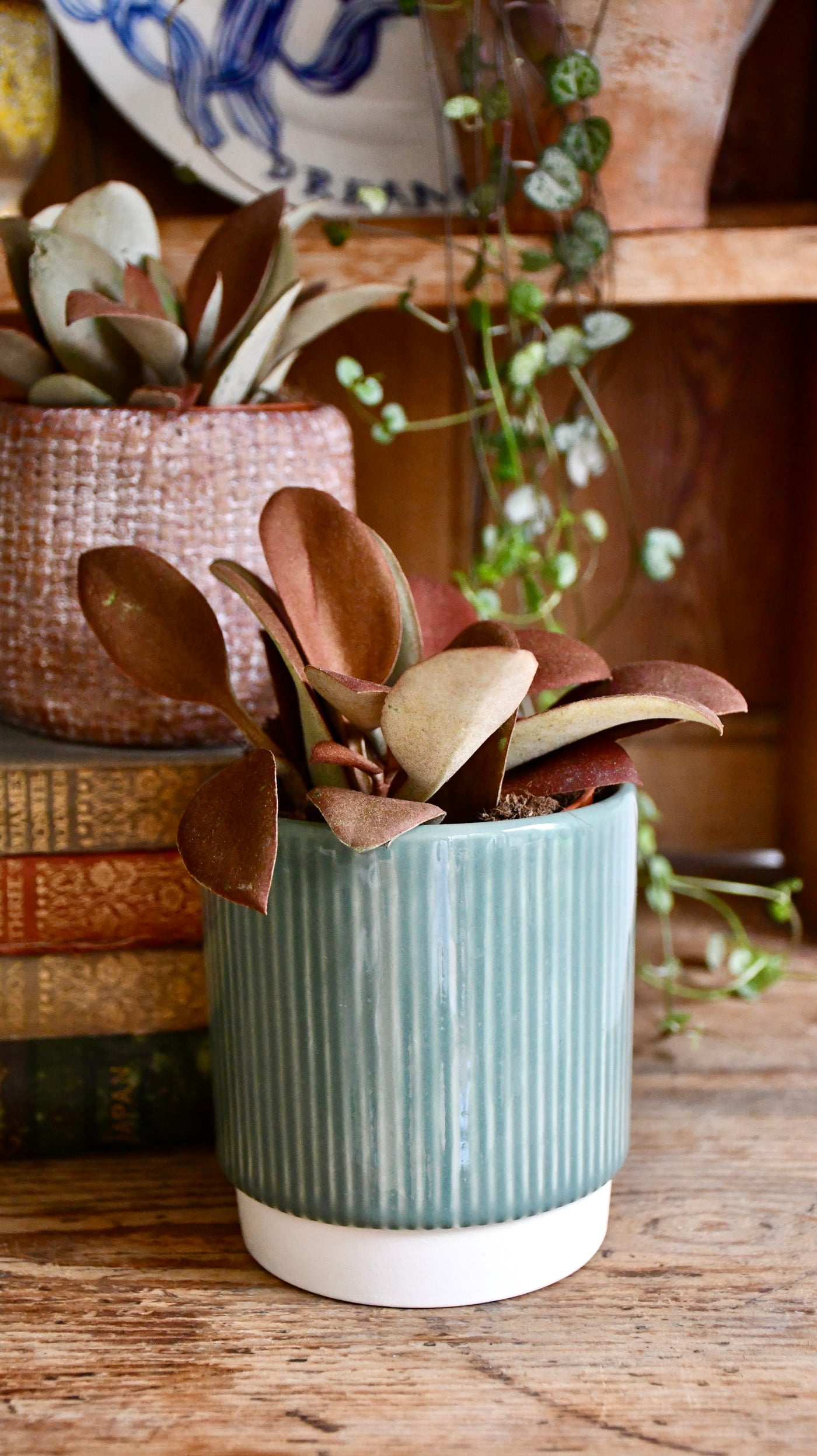 Baby Kalanchoe orgyalis ‘copper spoons’