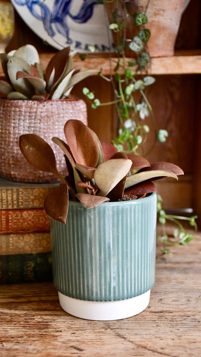Baby Kalanchoe orgyalis ‘copper spoons’