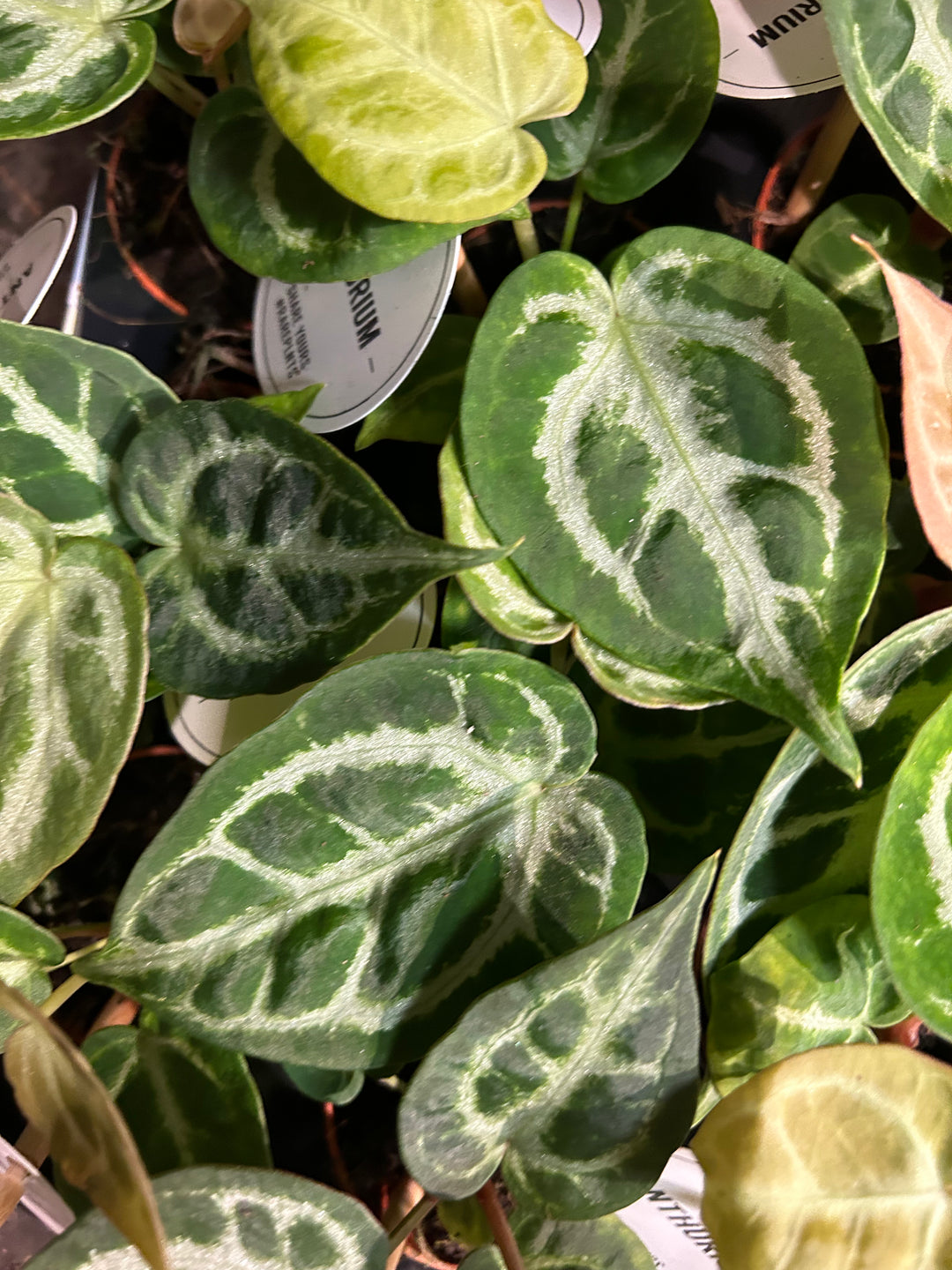 Baby Anthurium Silver Blush | Rare Plant