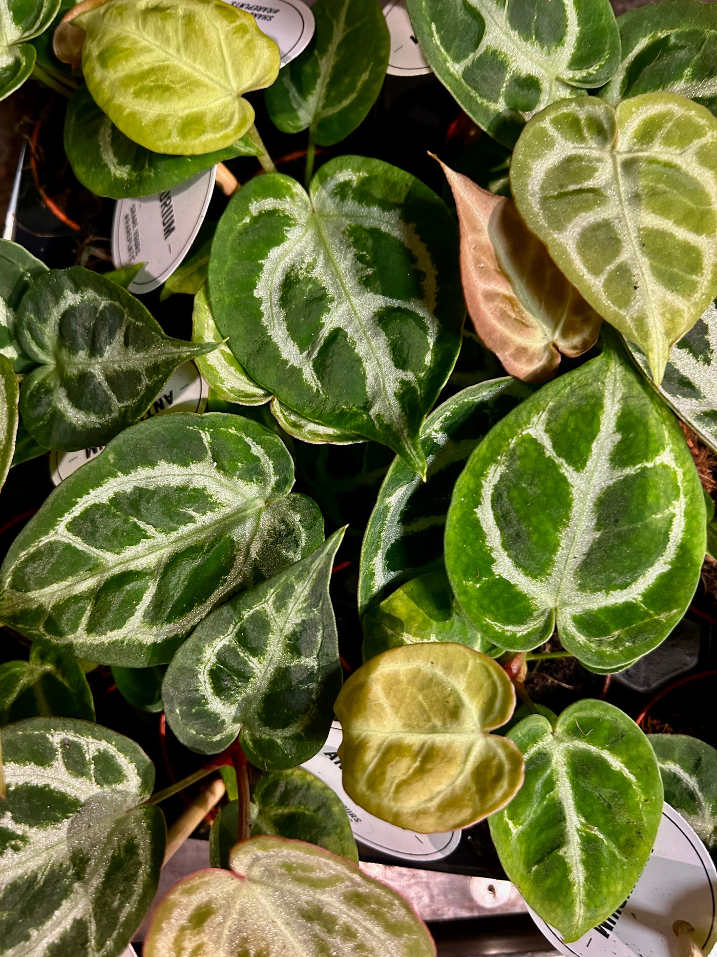 Baby Anthurium Silver Blush | Rare Plant | Happy Houseplants