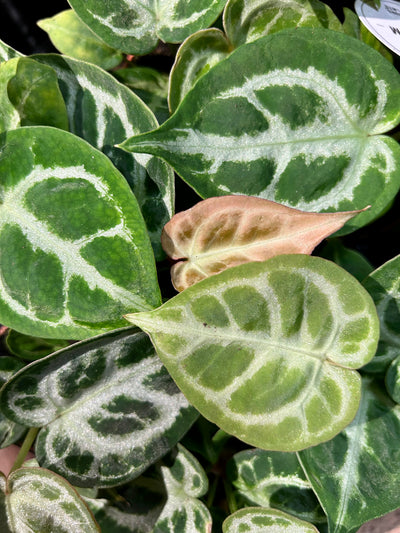 Baby Anthurium Silver Blush | Rare Plant | Happy Houseplants