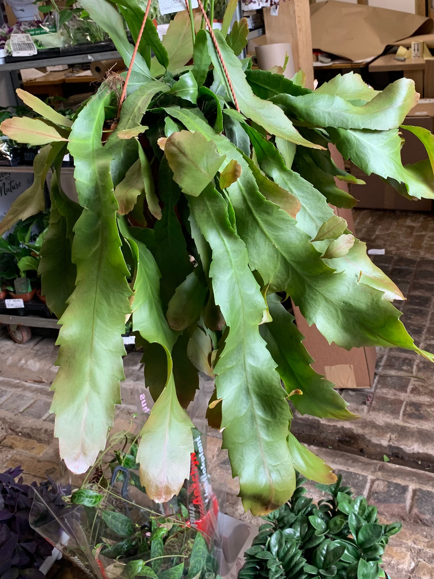 Lepismium Houlletianum
