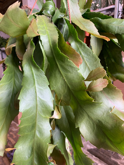 Lepismium Houlletianum
