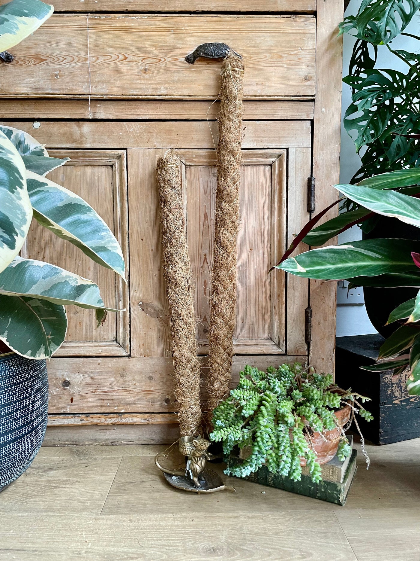 house plant pole 80cm Coir Pole (Moss pole, grow poles, plant poles, plant climber stic – Happy Houseplants