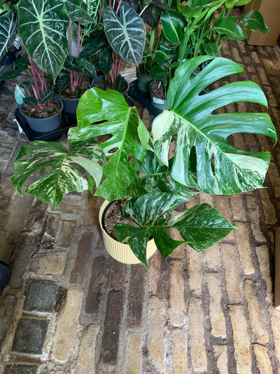 Variegated Monstera Deliciosa - 6 leaves