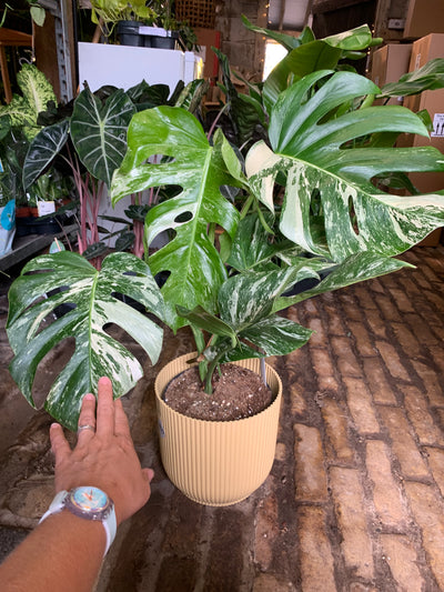 Variegated Monstera Deliciosa - 6 leaves