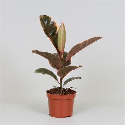 Ficus Elastica 'Belize' - Variegated Rubber Plant