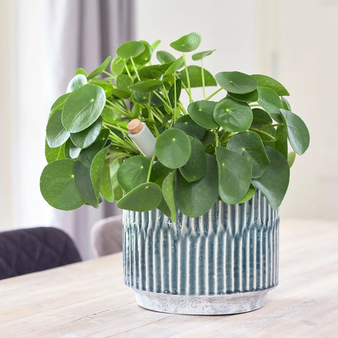 Premium Plant Pot | Onno Denim Ceramic Glaze Planter | 16cm Plant Pot