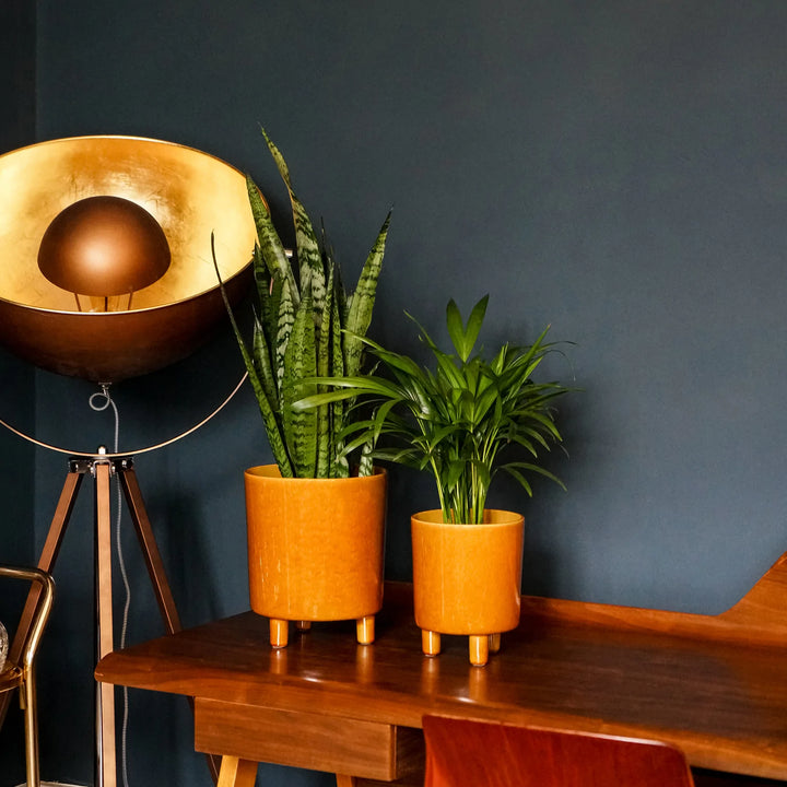 Happy Houseplants | Pisa Mustard Planter | 16cm Pots | Designer