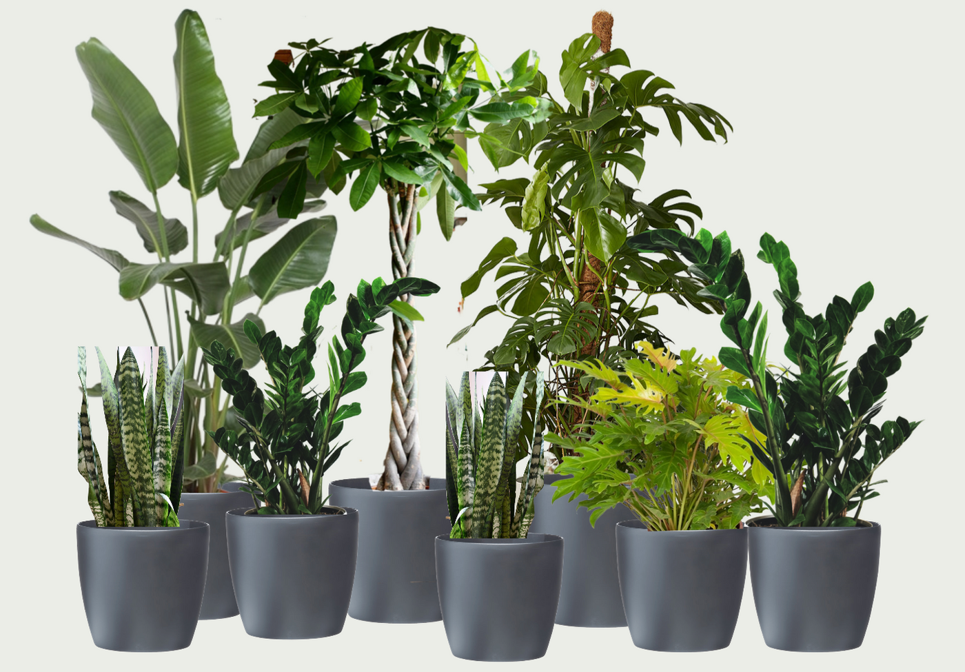 Air Purifying Office Plant Bundle with Charcoal Planters