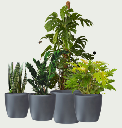 Small Office Plant Bundle with Charcoal Planters