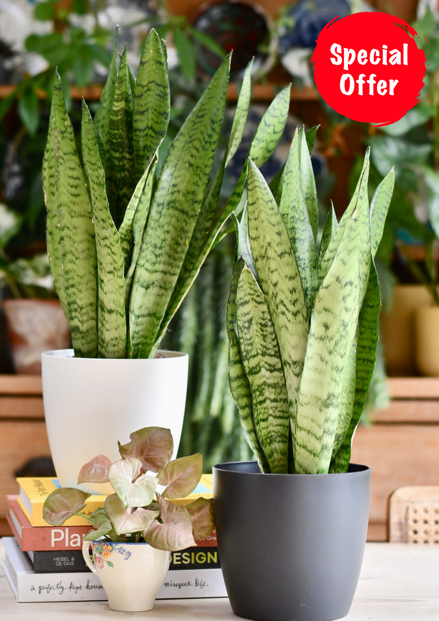 Sansevieria Trifasciata Zeylanica