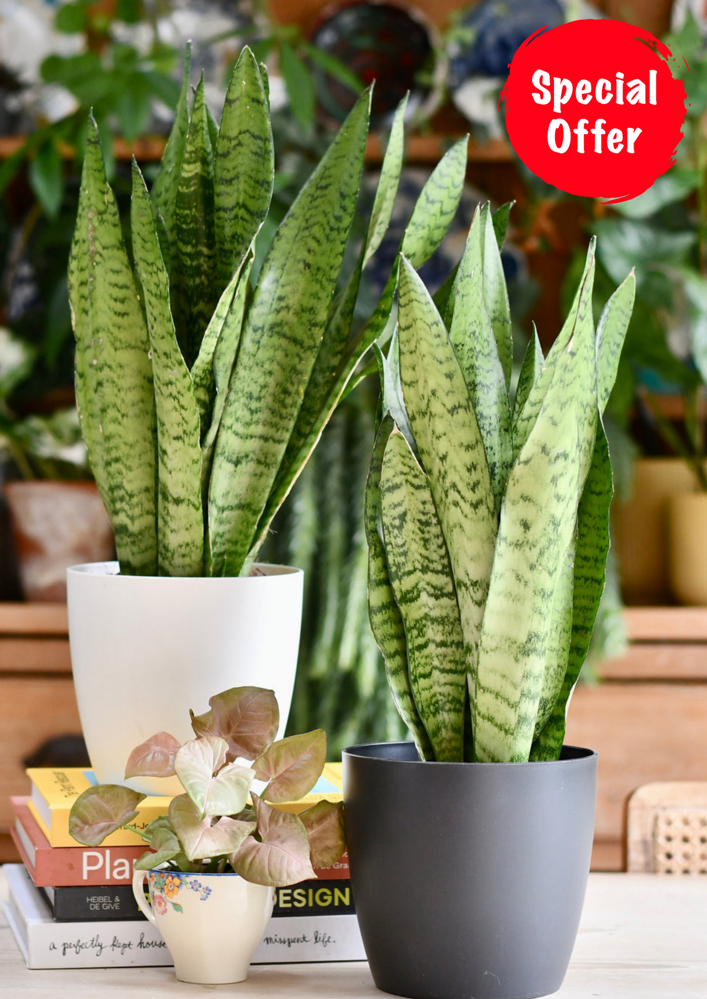 sansevieria zeylanica vs sansevieria trifasciata Snake Plant | Sansevieria Zeylanica