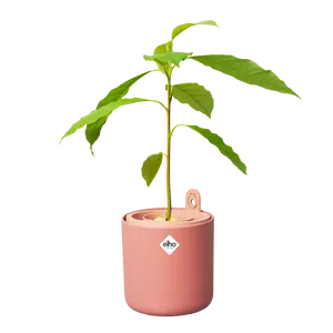 Amazing Avocado pot Toffee  (Grow an Avocado Tree!)