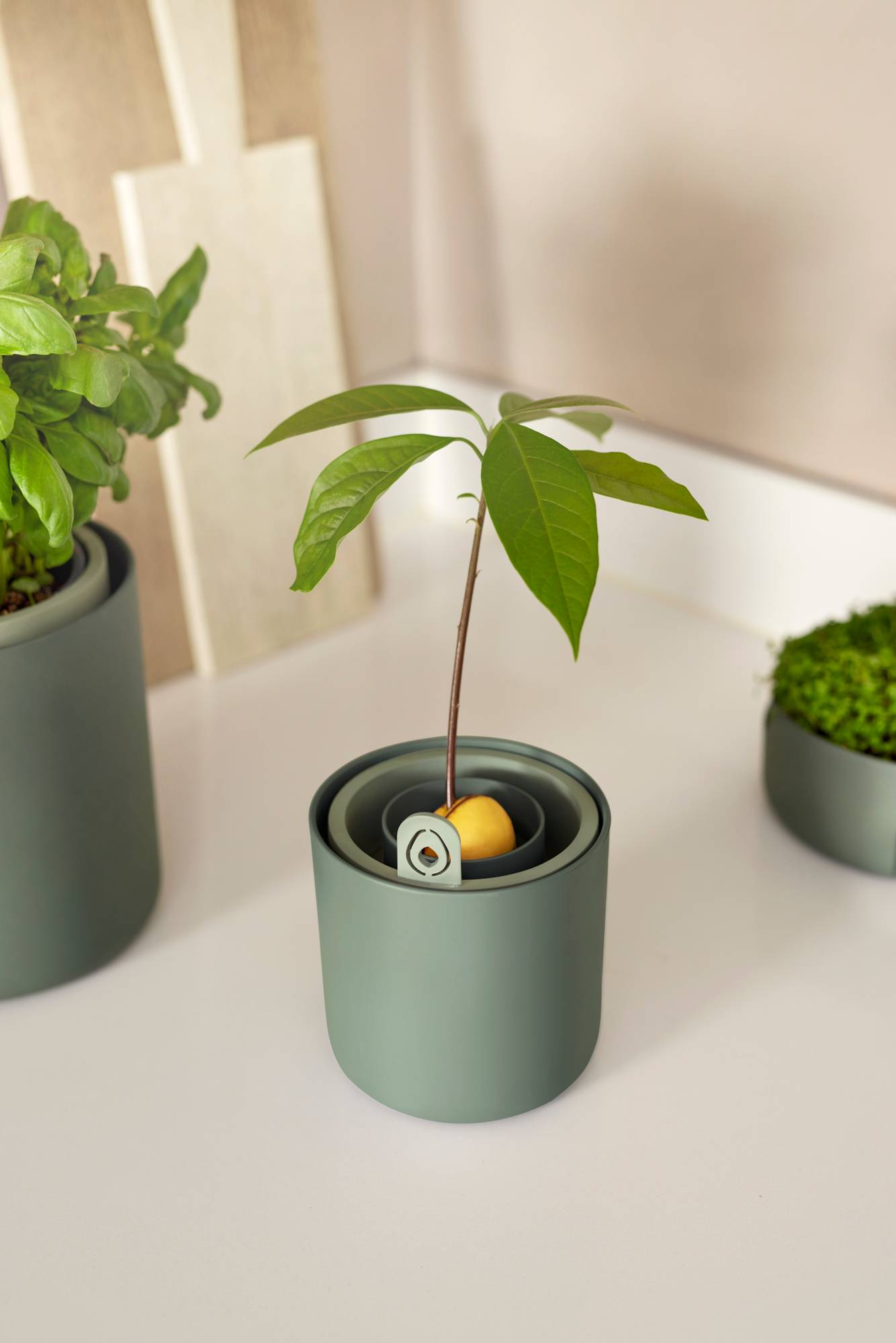 Amazing Avocado pot leaf green (Grow an Avocado Tree!)