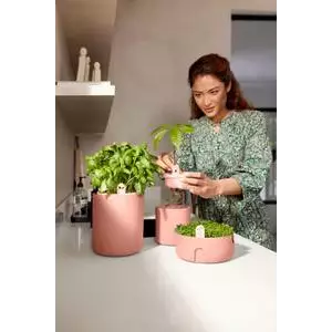 Amazing Avocado pot Toffee  (Grow an Avocado Tree!)