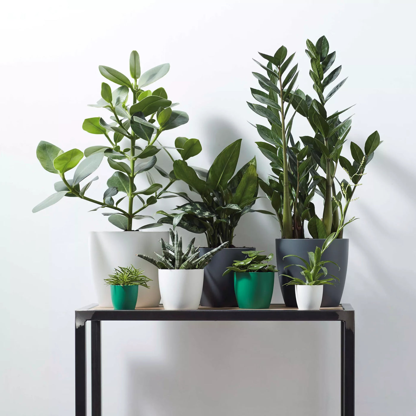 Rattlesnake Plant and Brussels Pot (Calathea Lancifolia)