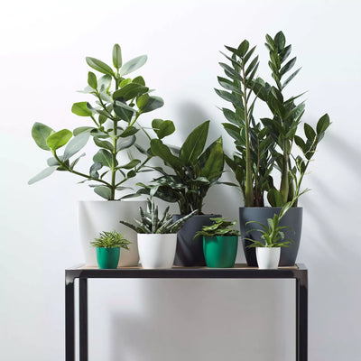 Rattlesnake Plant and Brussels Pot (Calathea Lancifolia)