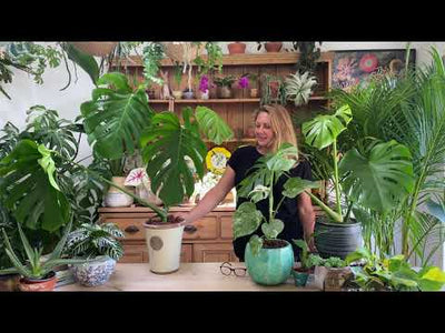 Large Monstera Deliciosa - Swiss Cheese Plant & Vibes Pot